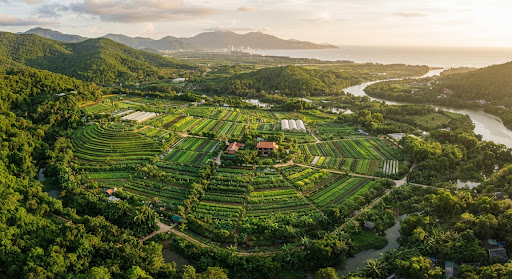 A lush green Vietnamese landscape