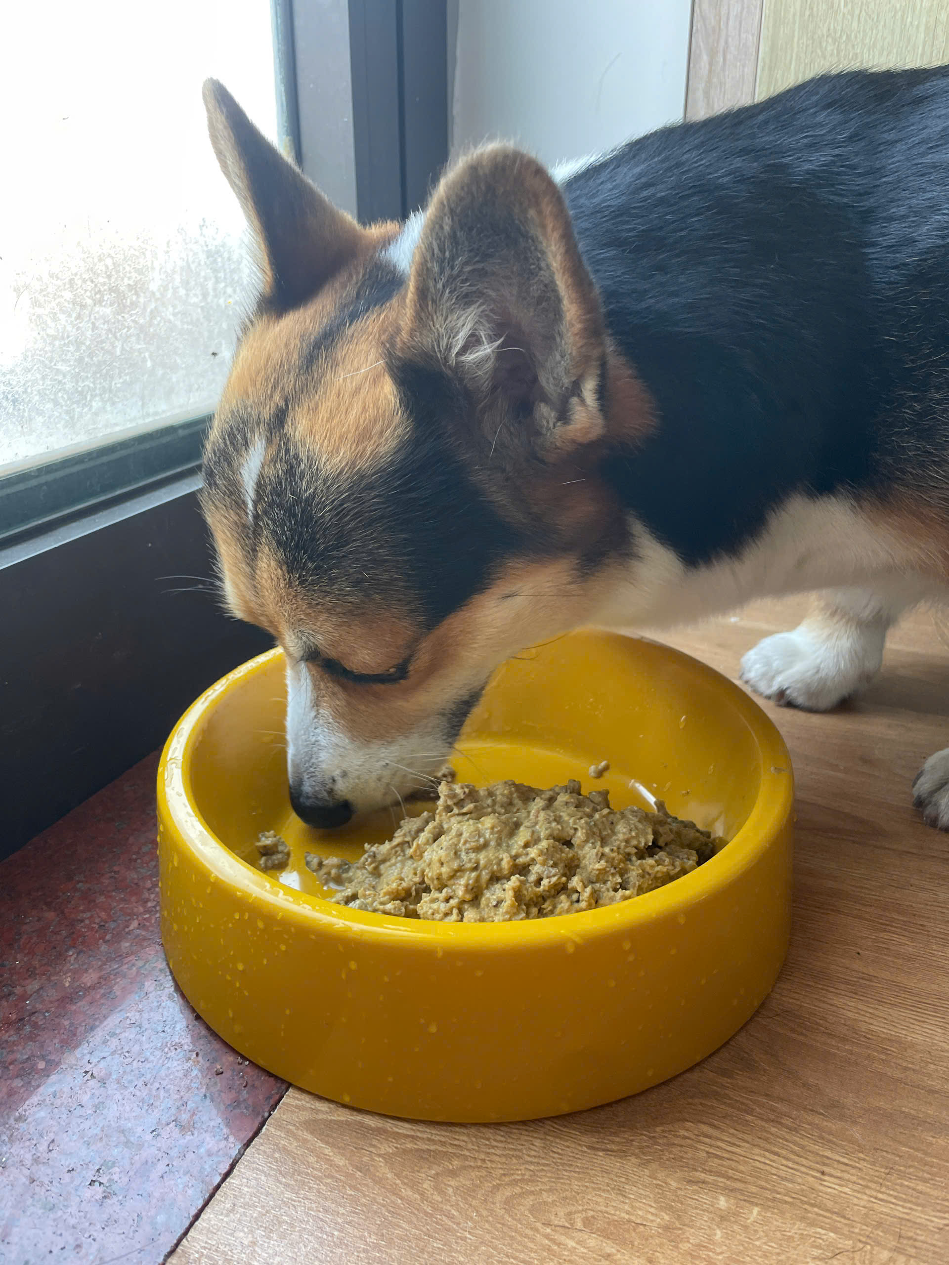 Dog eating True Nature Asia wet food