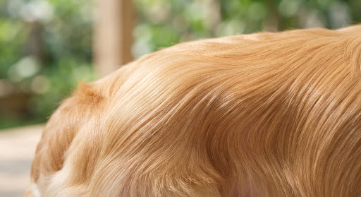 A healthy, glossy dog coat