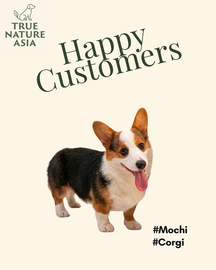 Mochi the corgi