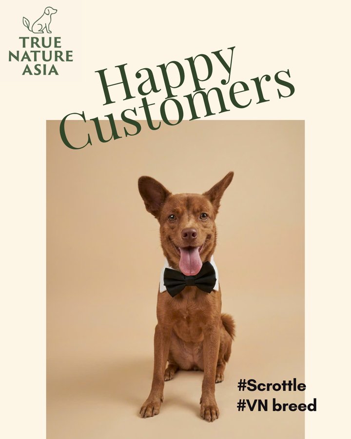 Scrottle, a Vietnamese breed dog in a bow tie