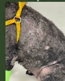 Tūn's inflamed skin before the diet