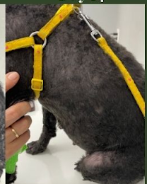 Tūn's healthy skin and regrown fur after 14 days